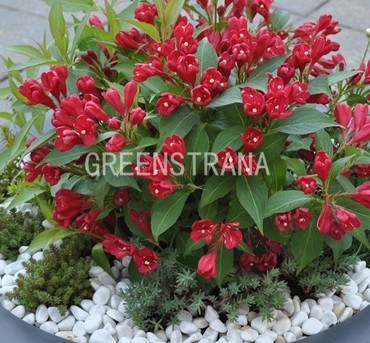 Вейгела гибридная Олл Саммер Ред (Weigela hybrida 'All Summer Red')