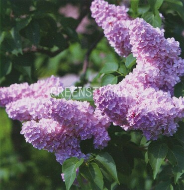 Сирень обыкновенная Капитан Бальте (Syringa vulgaris 'Capitaine Baltet')