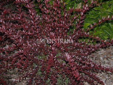 Барбарис Тунберга Ред Чиф (Berberis thunbergii 'Red Chief')