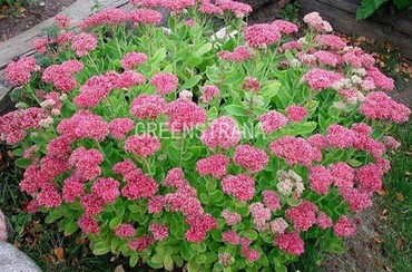 Очиток видный Бриллиант (Hylotelephium spectabile 'Brilliant')