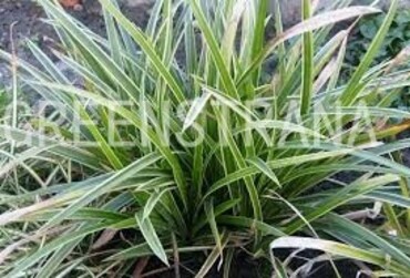 Осока Морроу Вариегата (Carex morrowii 'Variegata')