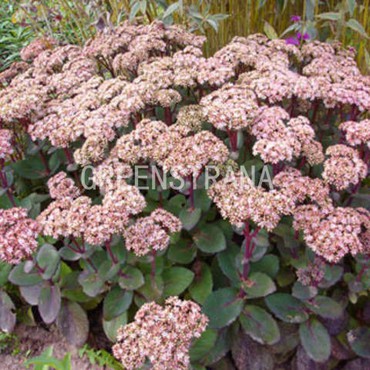 Очиток гибридный (Sedum x hybrida «Strawberry and Cream») — Гринстрана.ру