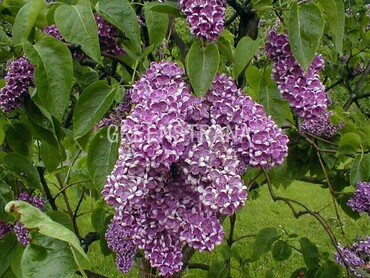 Сирень обыкновенная Леонид Леонов (Syringa vulgaris 'Leonid Leonov')