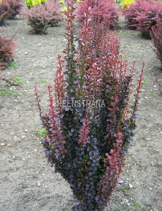 Барбарис Тунберга Ред Пиллар (Berberis thunbergii 'Red Pillar')