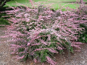 Барбарис Тунберга Пинк Куин (Berberis thunbergii 'Pink Queen')