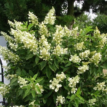 Гортензия метельчатая Юник (Hydrangea paniculata 'Unique')