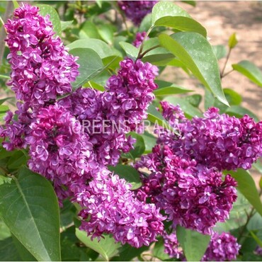 Сирень обыкновенная Кинди Роуз (Syringa vulgaris 'Kindy Rose')