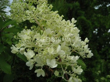 Гортензия метельчатая Гринспайр (Hydrangea paniculata 'Greenspire')