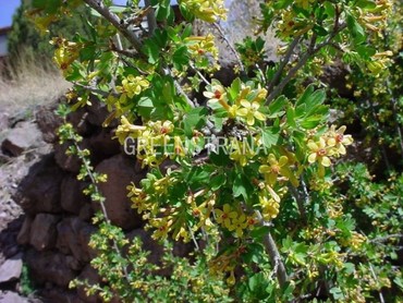 Смородина золотистая (Ribes aureum)