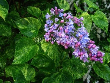 Сирень обыкновенная Аукубефолия (Syringa vulgaris 'Aucubaefolia')