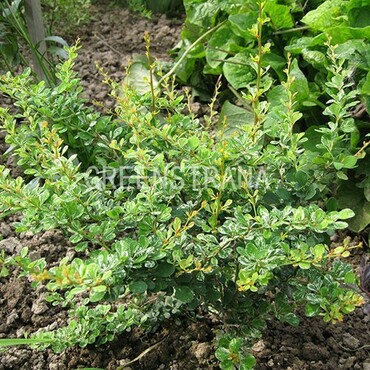 Барбарис Тунберга Сильвер Бьюти (Berberis thunbergii 'Silver Beauty')