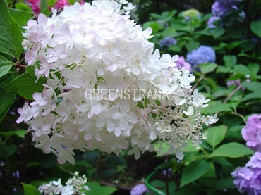 Гортензия метельчатая Прекокс (Hydrangea paniculata 'Praecox')