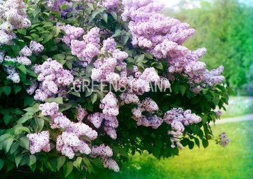Сирень обыкновенная Бель де Ненси (Syringa vulgaris 'Belle de Nancy')