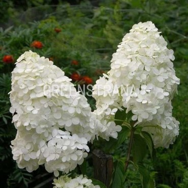 Гортензия метельчатая Мэджикал Старлайт (Hydrangea paniculata 'Magical Starlight')