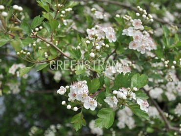 Боярышник обыкновенный (Crataegus laevigata)