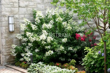 Гортензия метельчатая Энджелс Блаш (Hydrangea paniculata 'Angel's Blush')