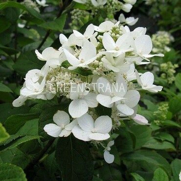 Гортензия метельчатая Дартс Литтл Дот (Hydrangea paniculata 'Dart's Little Dot')
