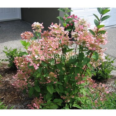 Гортензия метельчатая Пинк Даймонд (Hydrangea paniculata 'Pink Diamond')