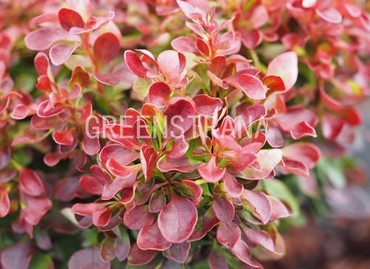 Барбарис Тунберга Лютин Руж (Berberis thunbergii 'Lutin Rouge')