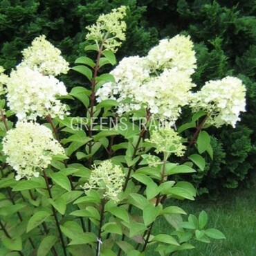 Гортензия метельчатая Мидлэйт Саммэ (Hydrangea paniculata 'Midlate Summer')
