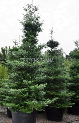 Пихта корейская (Abies koreana)