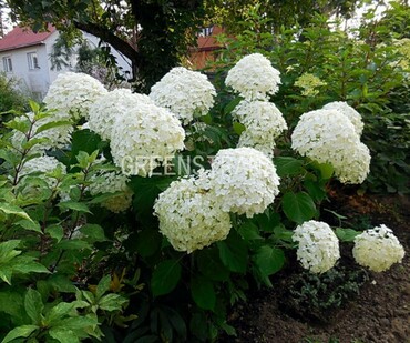 Гортензия древовидная Хилл'с оф Сноу (Hydrangea arborescens 'Hill's of Snow')
