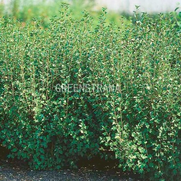 Смородина альпийская Шмидт (Ribes alpinum 'Schmidt')