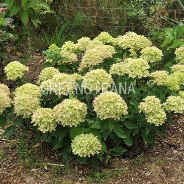 Гортензия метельчатая Диамантино (Hydrangea paniculata 'Diamantino')