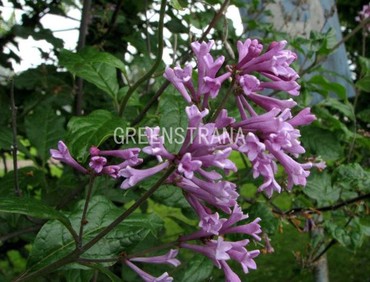 Сирень венгерская (Syringa josikaea)