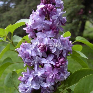 Сирень обыкновенная Надежда (Syringa vulgaris 'Nadezhda')