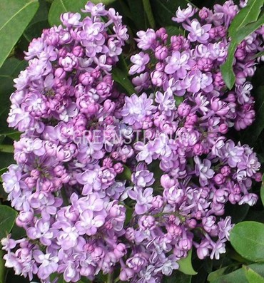 Сирень обыкновенная Павлинка (Syringa vulgaris 'Pavlinka')