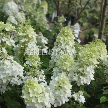 Гортензия метельчатая Долли (Hydrangea paniculata 'Dolly')