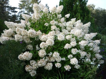 Гортензия древовидная Грандифлора (Hydrangea arborescens 'Grandiflora')