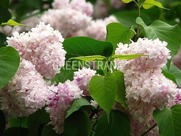 Сирень обыкновенная Красавица Москвы (Syringa vulgaris 'Krasavitsa Moskvy')