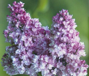 Сирень обыкновенная Каприз (Syringa vulgaris 'Kapriz')