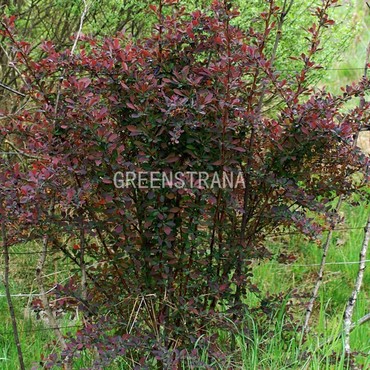 Барбарис оттавский Аурикома (Berberis x ottawensis 'Auricoma')