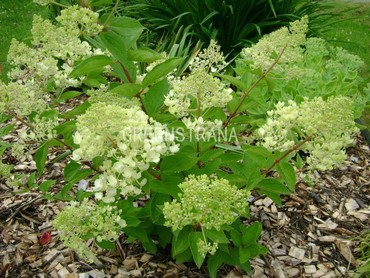 Гортензия метельчатая Бомбшелл (Hydrangea paniculata 'Bombshell')
