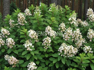 Гортензия метельчатая Тардива (Hydrangea paniculata 'Tardiva')