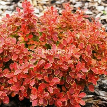 Барбарис средний Паркджуэл (Berberis x media 'Parkjuweel')