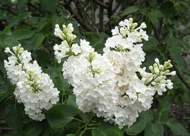 Сирень обыкновенная Мисс Элен Вилмотт (Syringa vulgaris 'Miss Ellen Willmott')