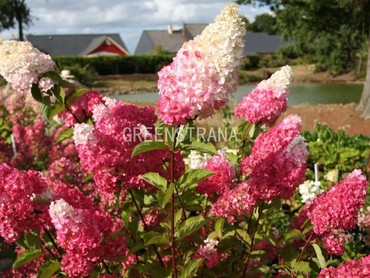 Гортензия метельчатая Фрейз Мельба (Hydrangea paniculata 'Fraise Melba')