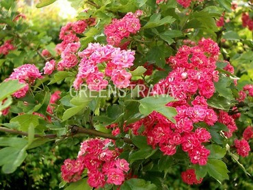 Боярышник обыкновенный (Crataegus laevigata) (крупноплодный)