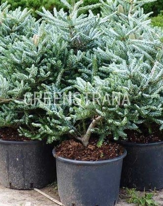 Пихта корейская Сильберлок (Abies koreana 'Silberlocke')