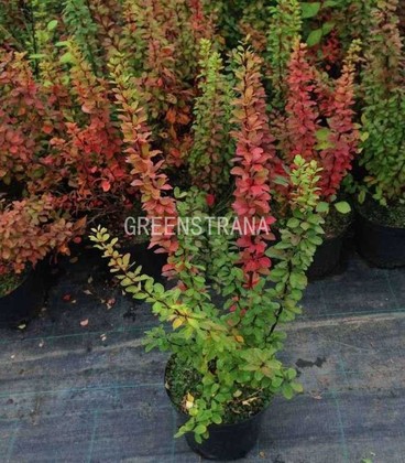 Барбарис Тунберга Поувов (Berberis thunbergii 'Powwow')