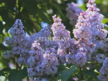 Сирень обыкновенная Генерал Першинг (Syringa vulgaris 'General Pershing')