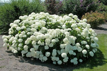 Гортензия древовидная Стерилис (Hydrangea arborescens 'Sterilis')