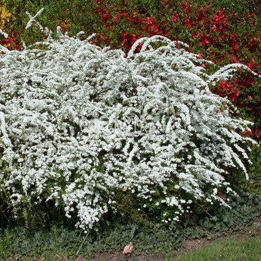 Спирея Аргута (Spiraea x arguta)