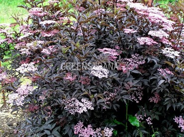 Бузина черная Блэк Тауэр (Sambucus nigra 'Black Tower')