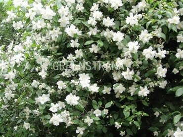 Чубушник венечный Манто д’Эрмин (Philadelphus 'Manteau d'Hermine')