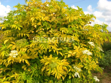 Бузина черная Ауреа (Sambucus nigra 'Aurea')